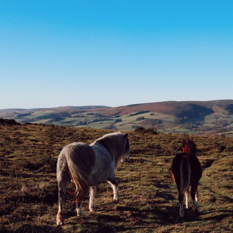 wild ponies