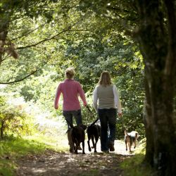 Dog walking at The Weir Garden
