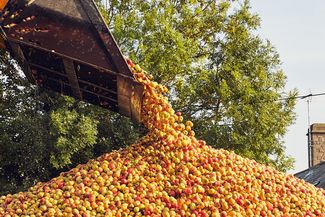 Apples being harvested for cider