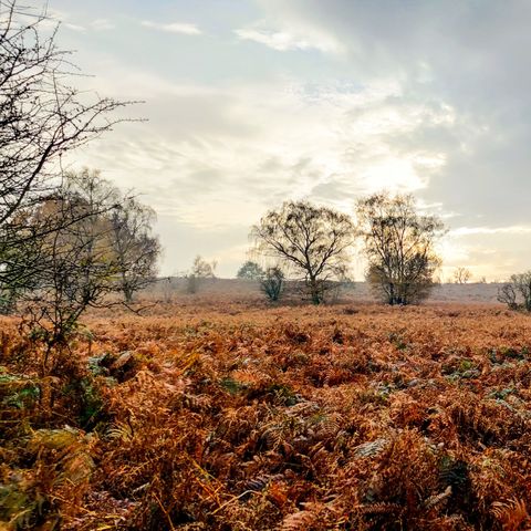 Golden Valley