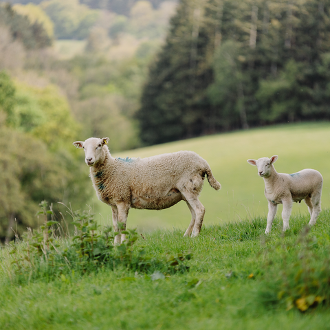 Herefordshire Trail Elton sheep