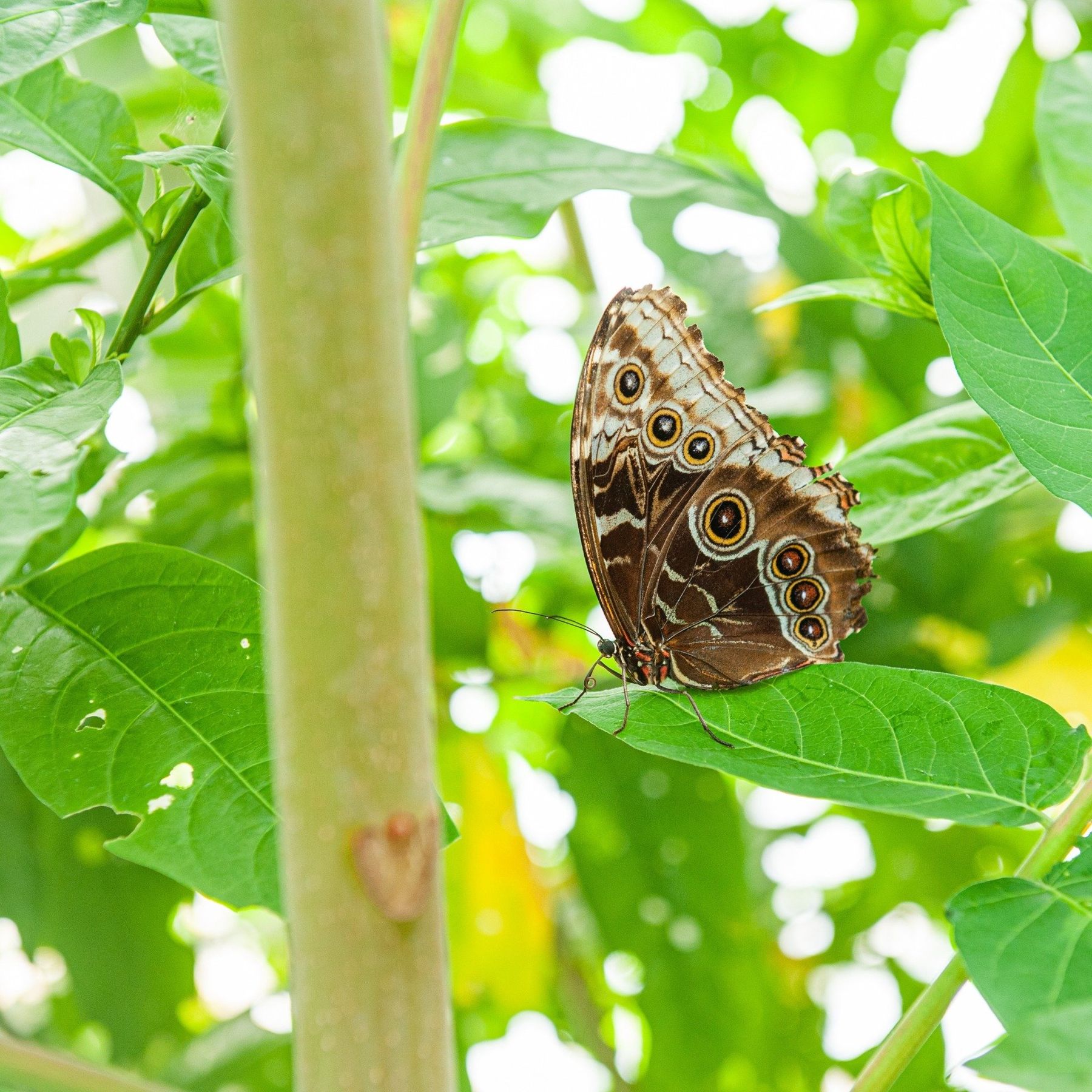 Brown Butterfly