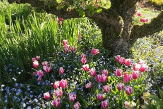 springtime flowers under a tree