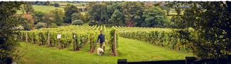 Man and dog walking in orchard