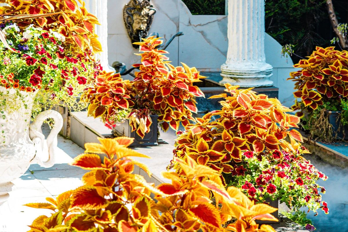 National Garden Scheme Open Day