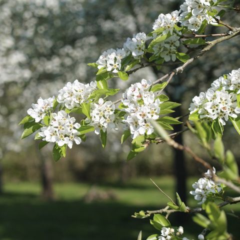 Blossom Day
