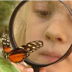 Wye Valley Butterfly Zoo