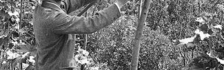 Alfred Watkins tending to some bees