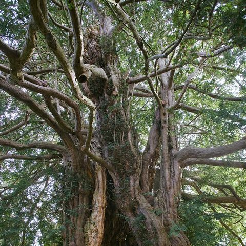 Yew Tree at St Bartholomew's Church
