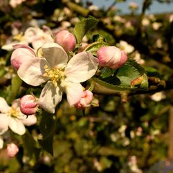 blossom