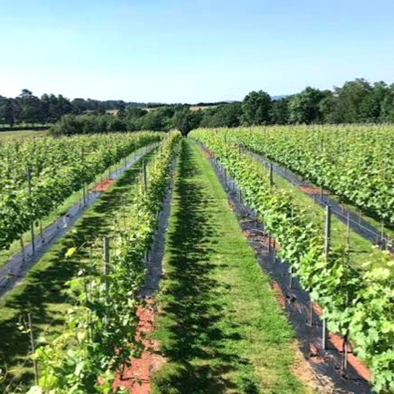 Foxbury Fields Vineyard

