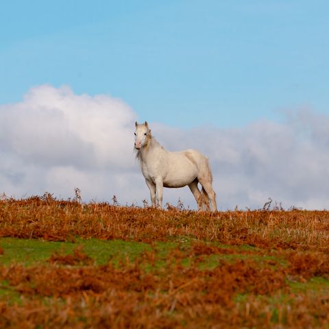 Wild pony at Garway Hill