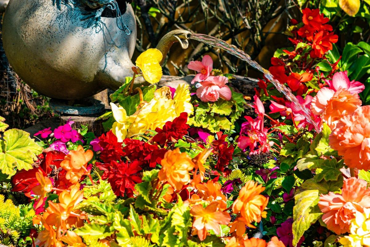 National Garden Scheme Open Day