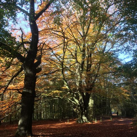 Chepstow Autumn Walking Festival