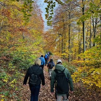 A group of people walking through woodland in autumn