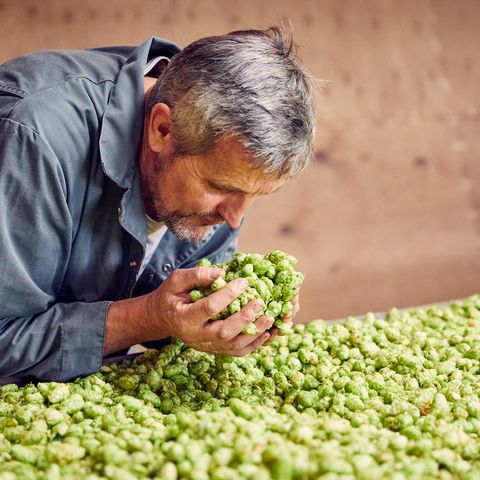 taking in the scent of hops