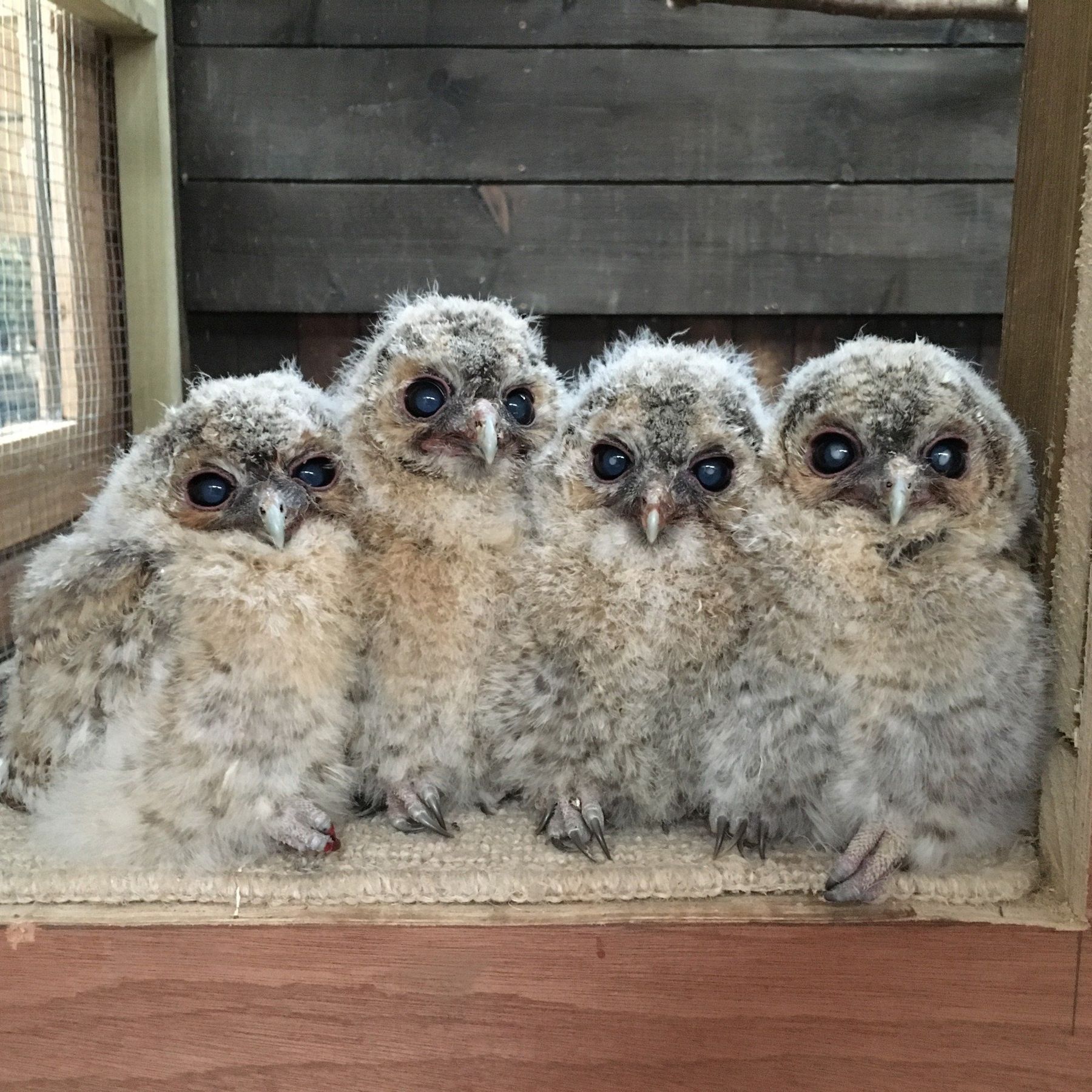 Owlets feeding time