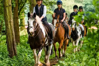Horse Riding through woodland