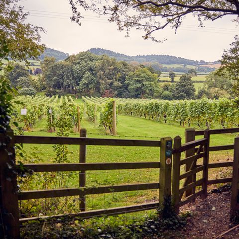 coddington vineyard