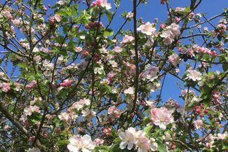 artistraw cider