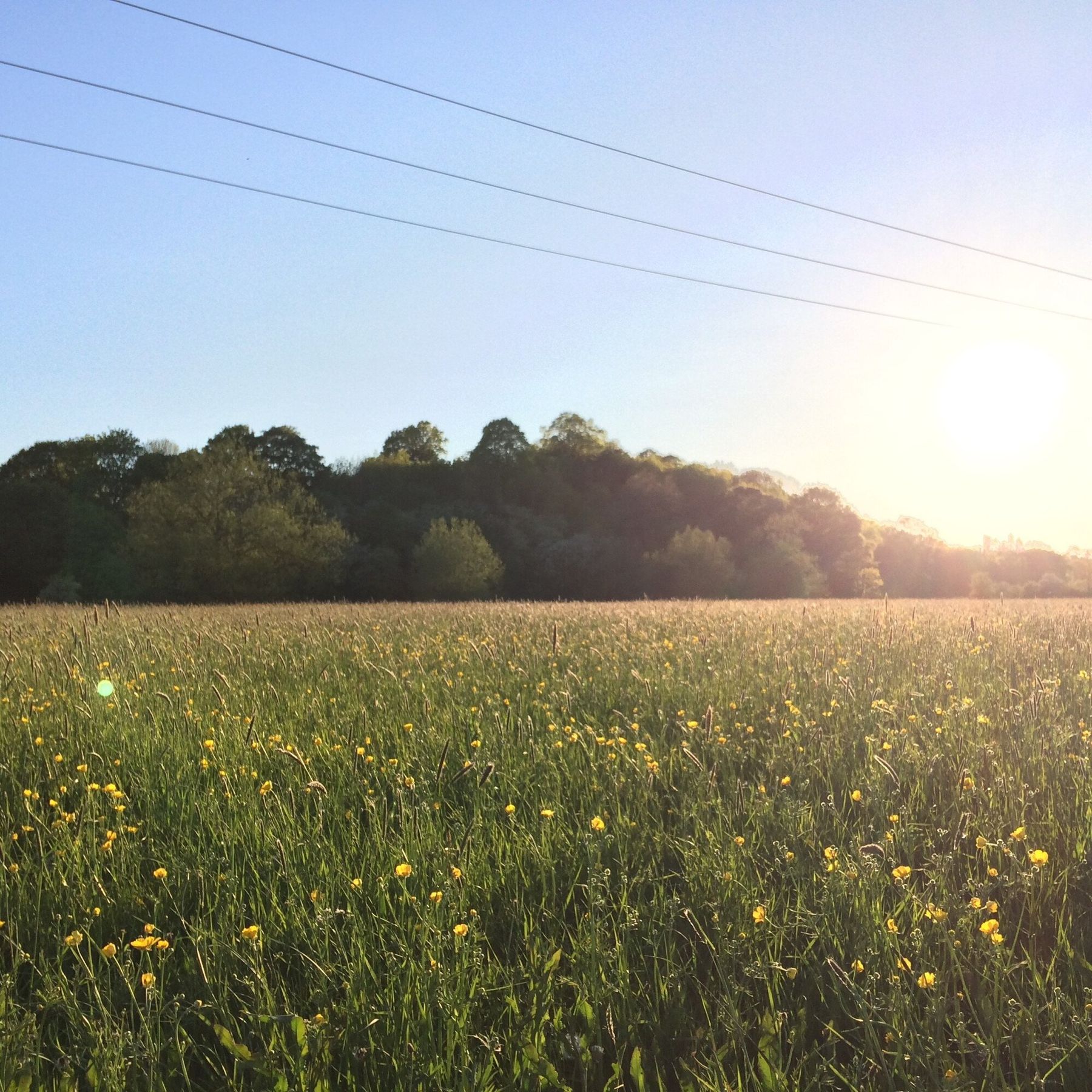 Lugg Meadow (c) Sophie Cowling