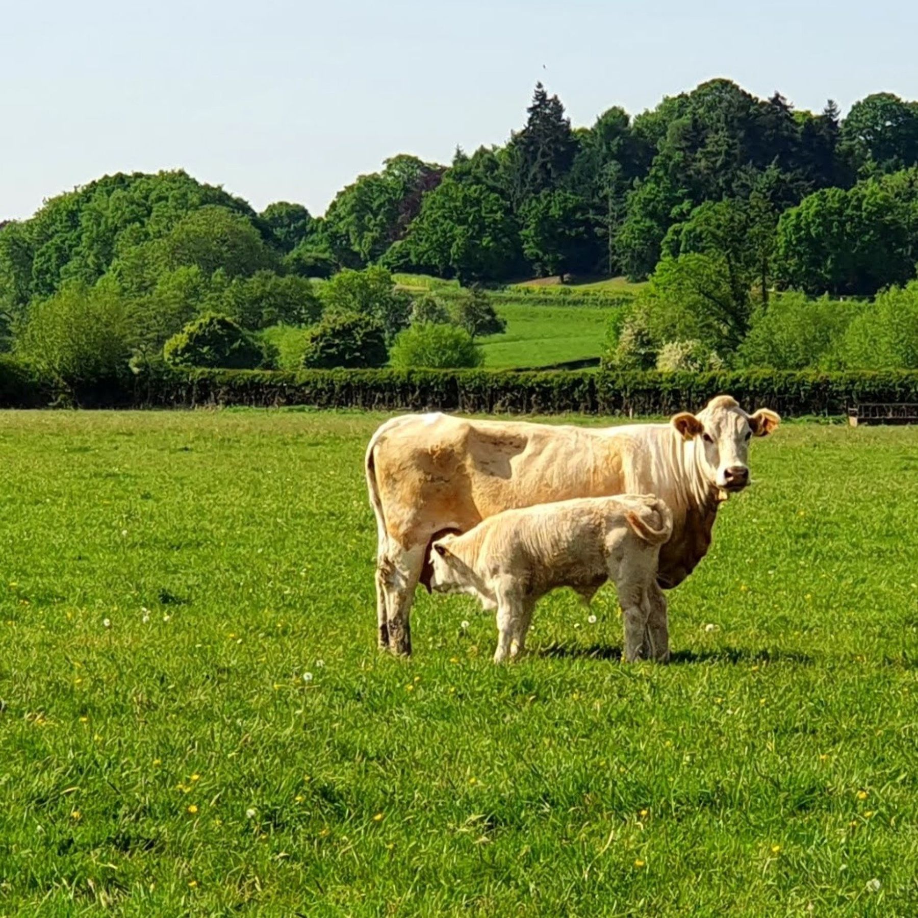 Cow and calf
