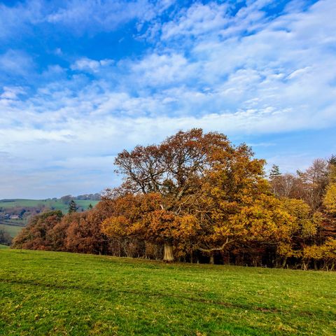 Golden Valley