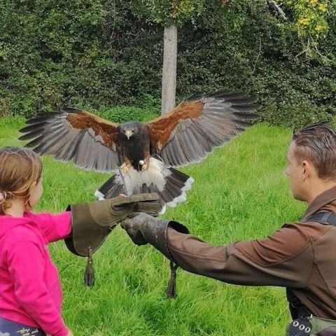 Birds of Prey Display with Wye Valley Falconry