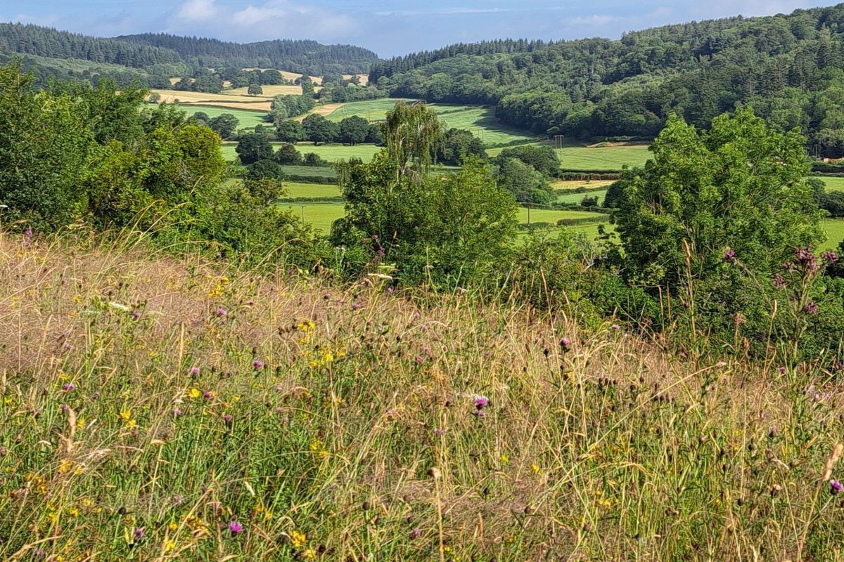 Common Hill wildflower meadows