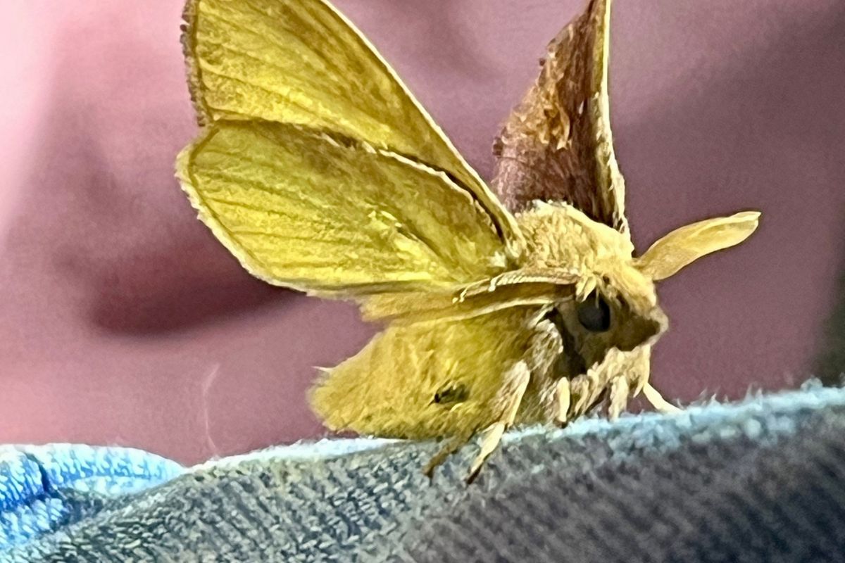 Moth spotting workshops in the orchard