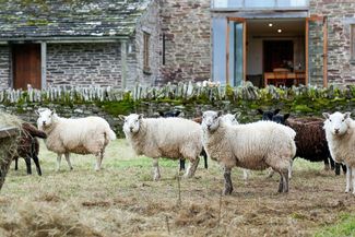 Converted barn with sheep outside
