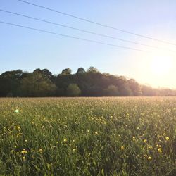 Lugg Meadow (c) Sophie Cowling