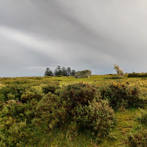 Hergest Ridge