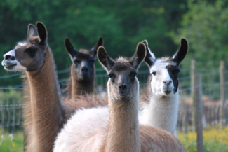 llamas