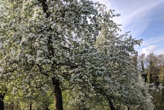blossom