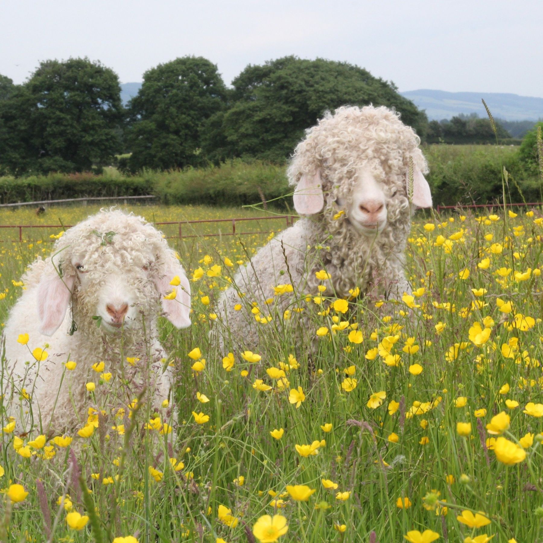 Angora Goats in the buttercup field