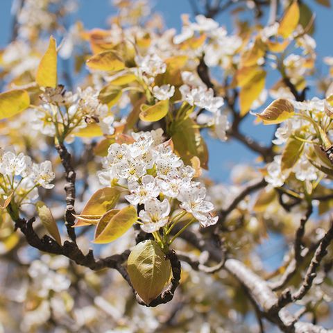 Blossom