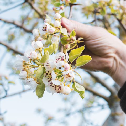 A person holding a blossom branch on a fruit tree. By Dann Chubb