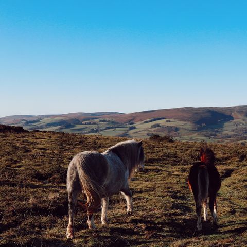 Ponies looking at hilly landscape