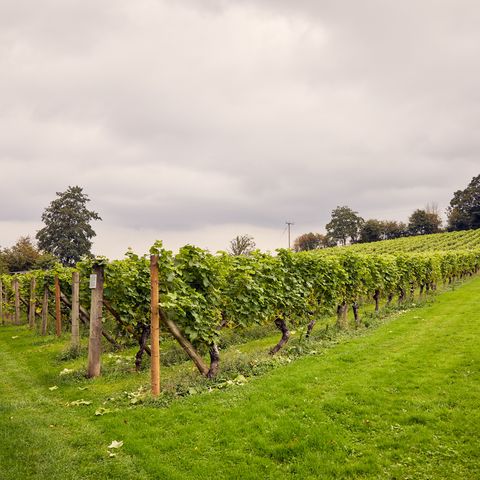 coddington vineyard