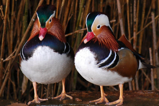 Kington Small breeds