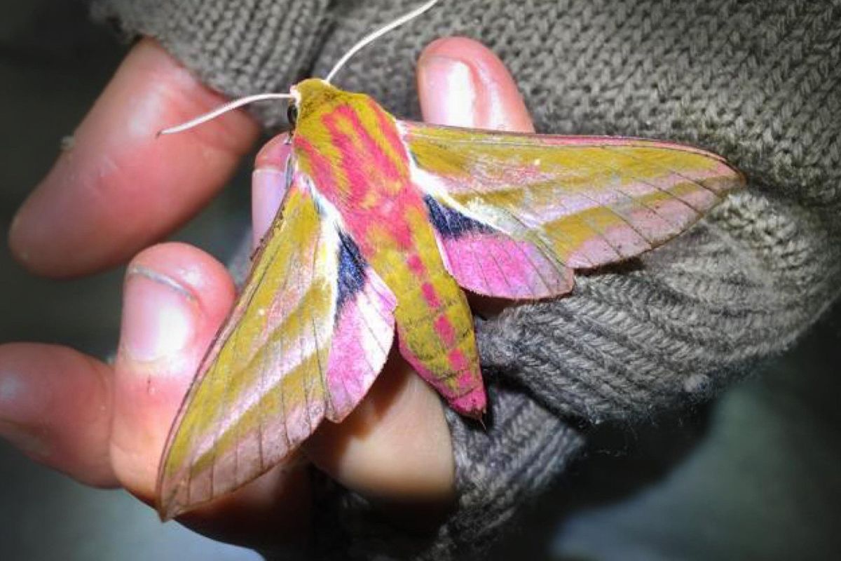 Moth spotting workshops in the orchard