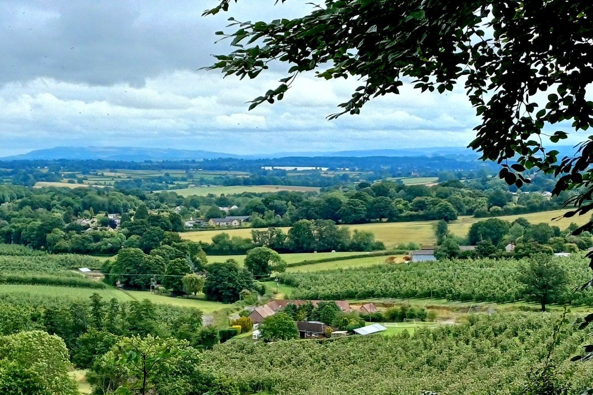 Ross Walking Festival