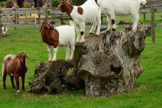 Goats on the farm