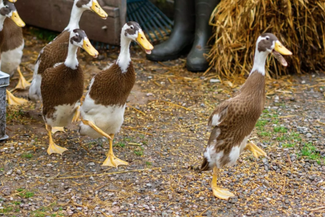 Drovers Rest Ducks