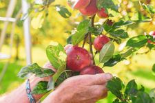 Hands holding apples