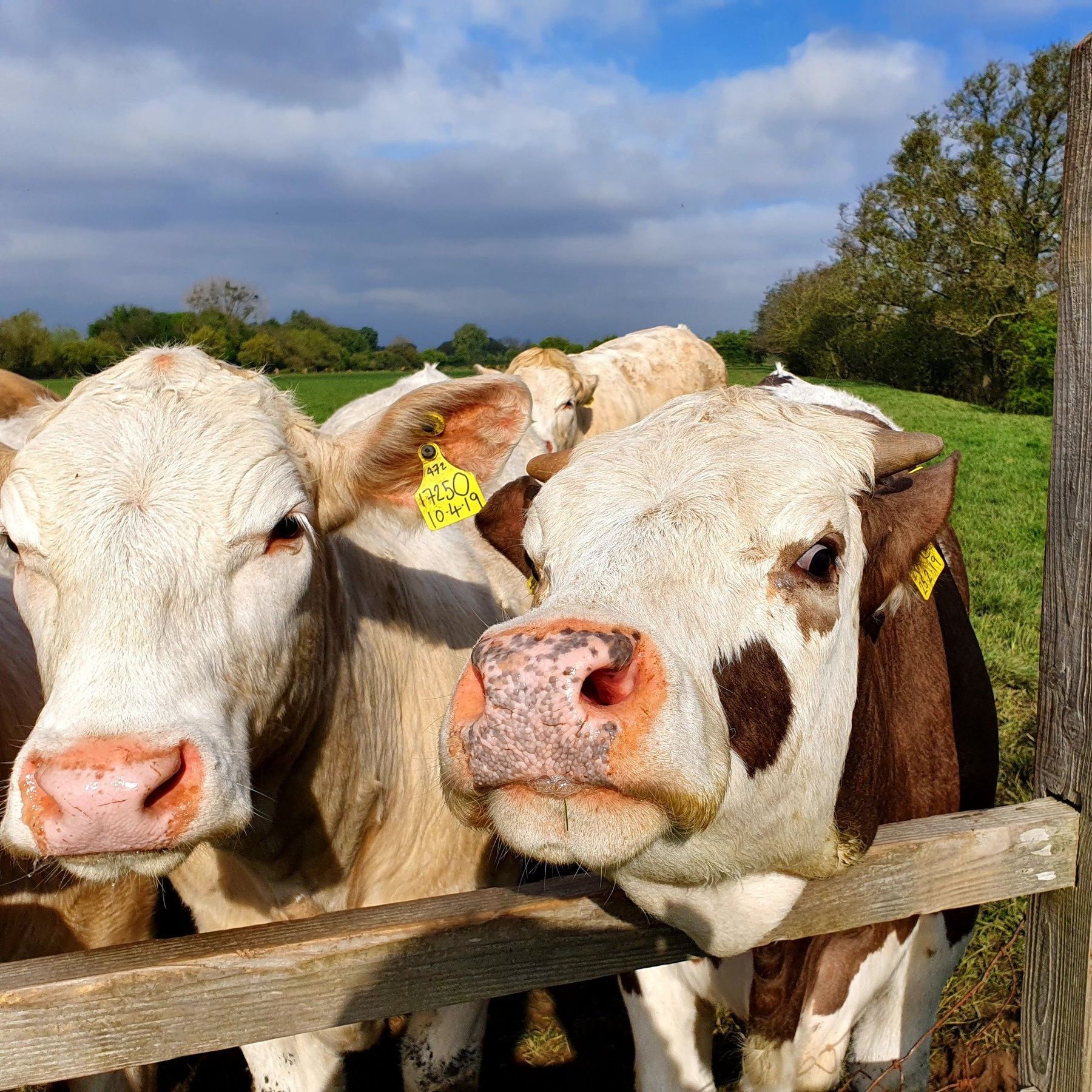 Friendly cows
