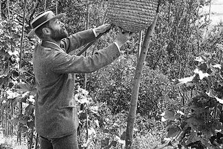 Alfred Watkins tending to some bees