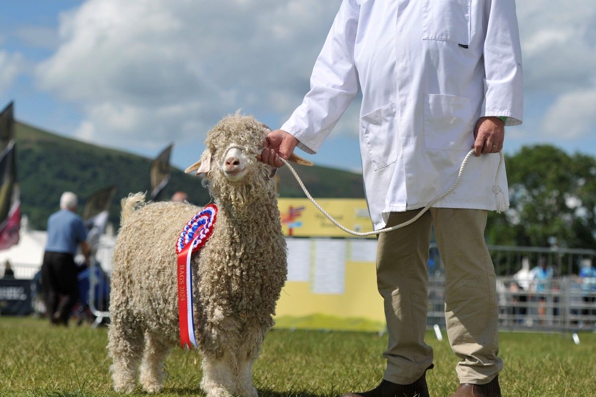 man with sheep