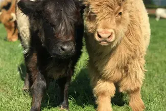 Calves at Rowlestone Farm